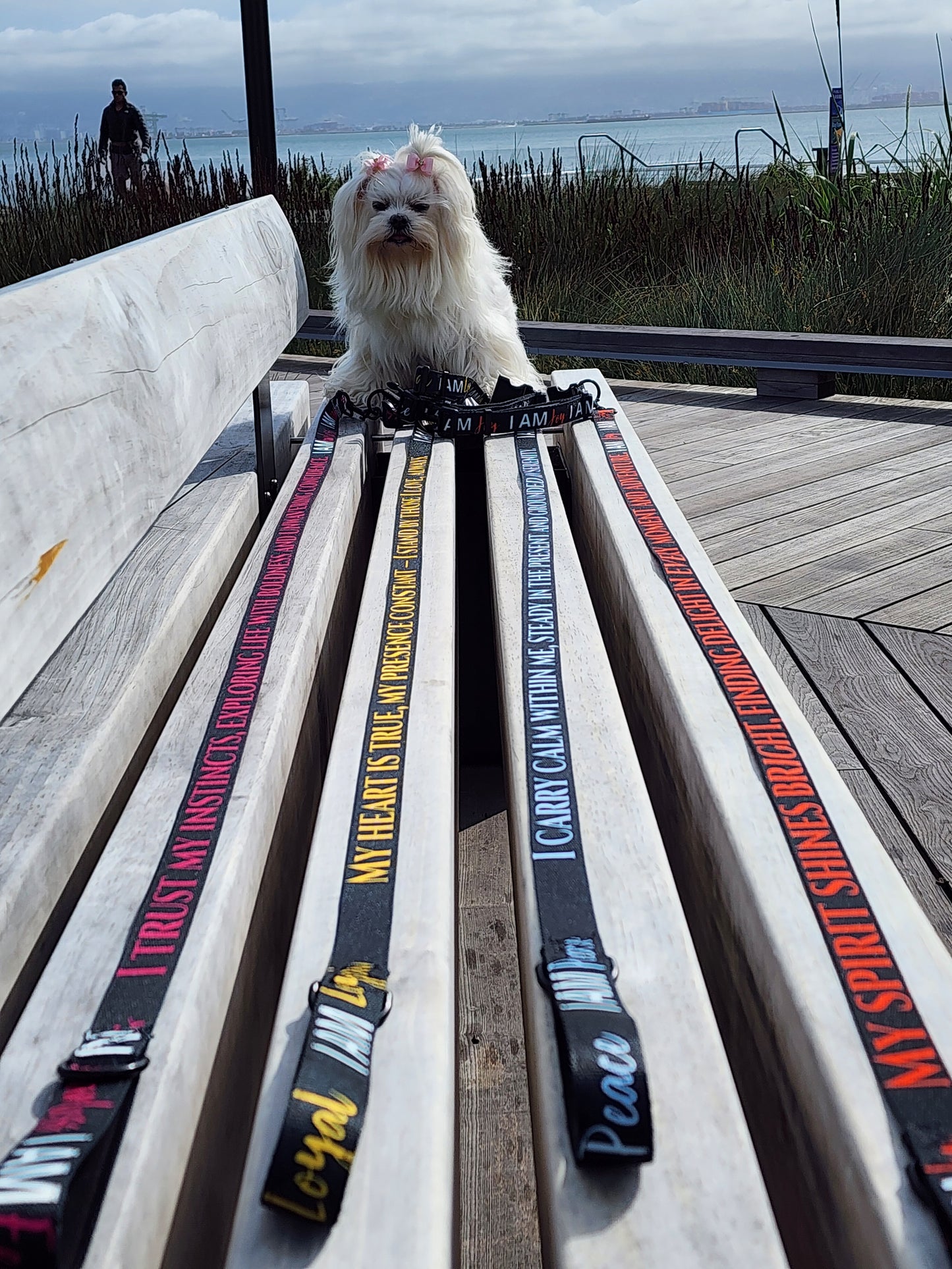 I AM GRATEFUL Totem Pride Leash & Collar