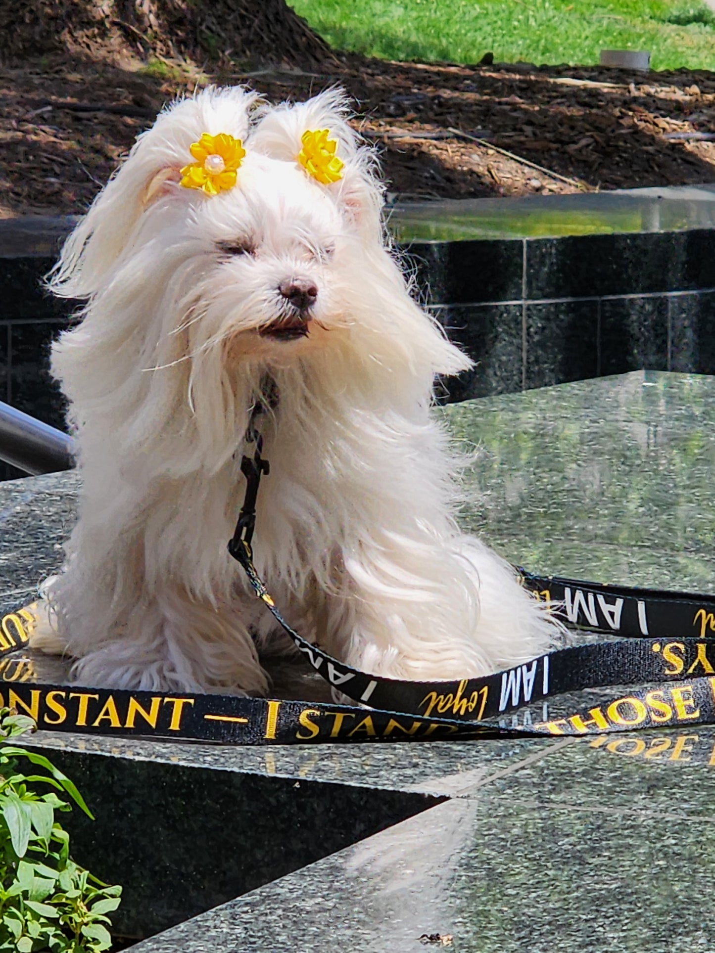 I AM GRATEFUL Totem Pride Leash & Collar