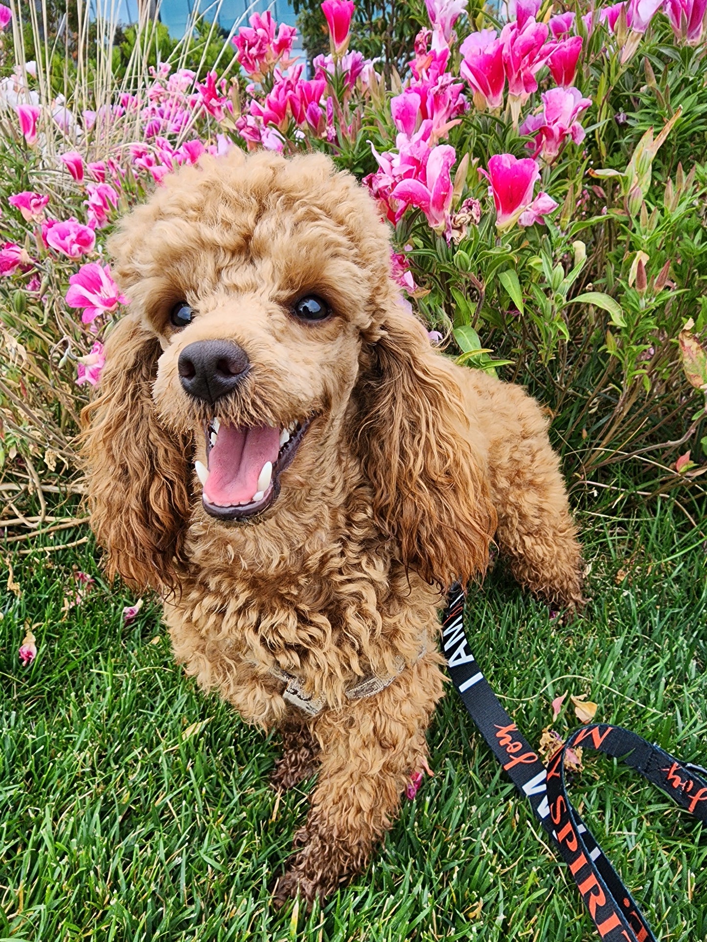 I AM JOY Totem Pride Leash & Collar Set