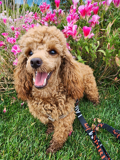 I AM JOY Totem Pride Leash & Collar Set