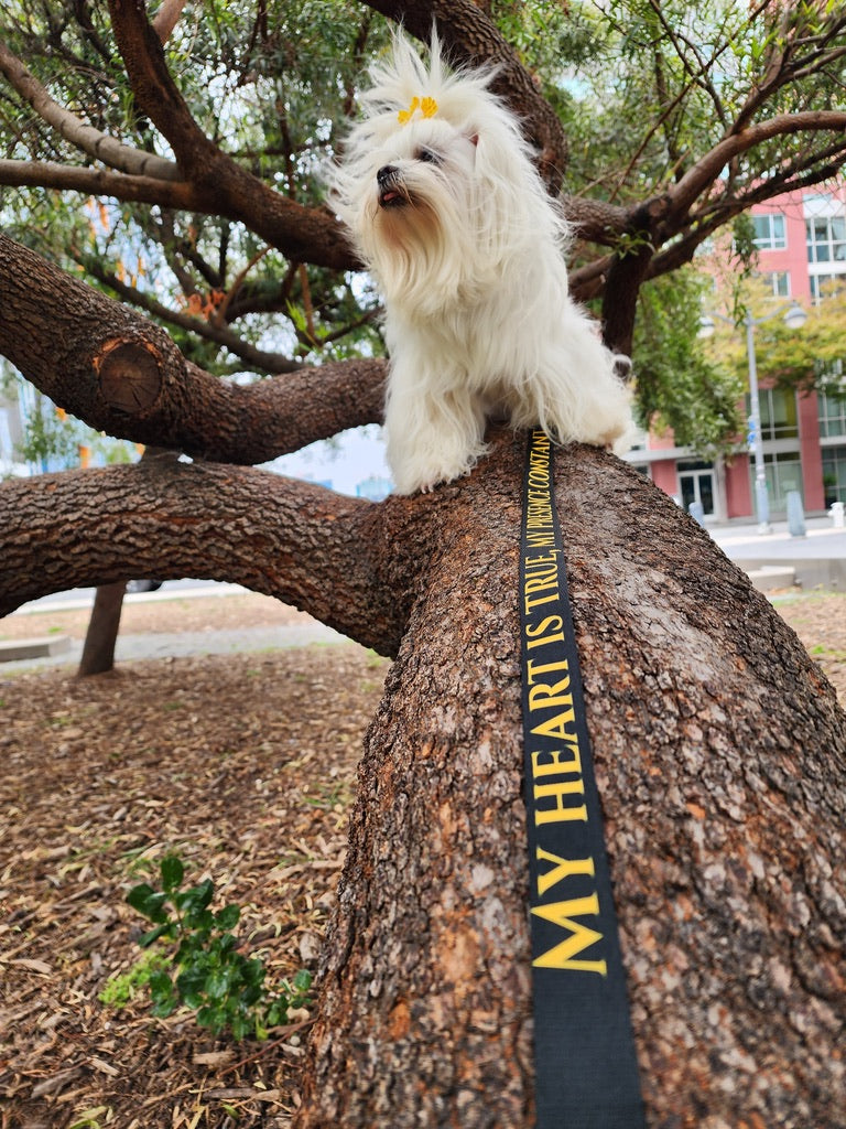 I AM LIGHT Totem Pride Leash & Collar Set