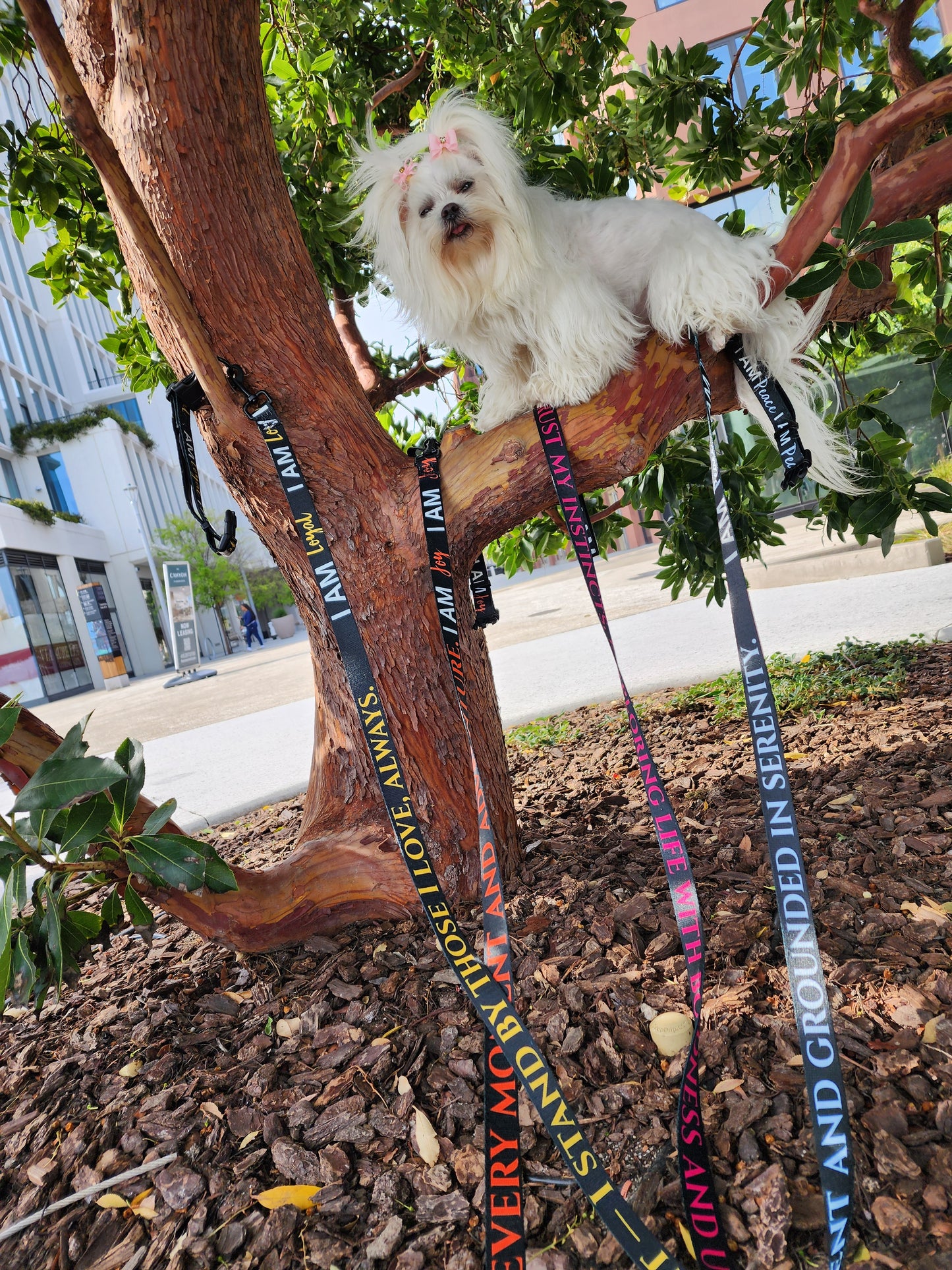 I AM GRATEFUL Totem Pride Leash & Collar