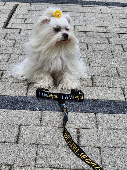 I AM LIGHT Totem Pride Leash & Collar Set
