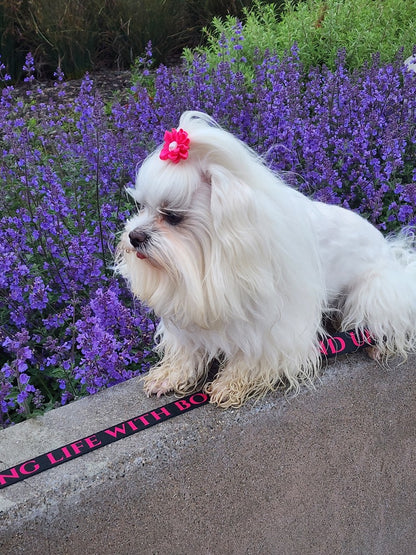 I AM FEARLESS Totem Pride Leash & Collar Set