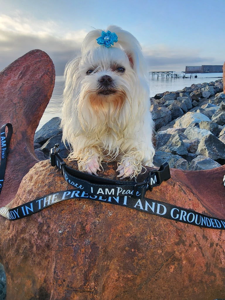 I AM PEACE Totem Pride Leash & Collar