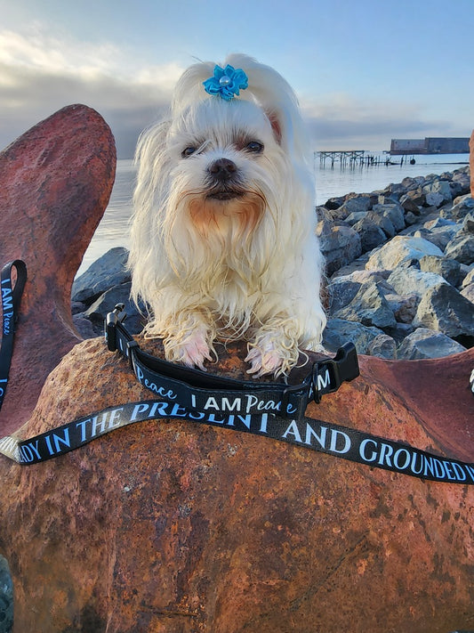 I AM PEACE Totem Pride Leash & Collar