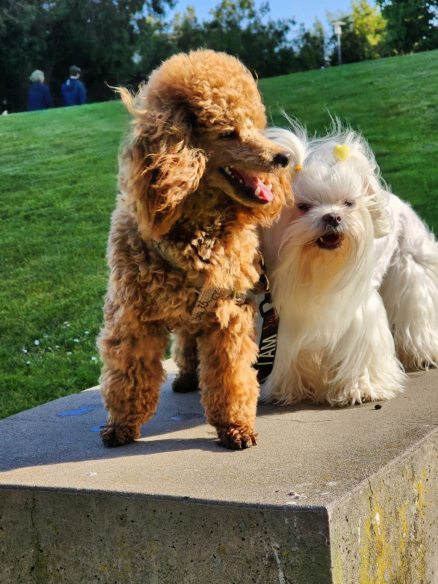 I AM JOY Totem Pride Leash & Collar Set