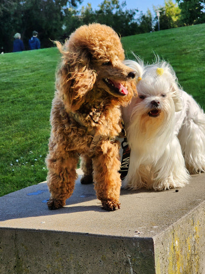 I AM JOY Totem Pride Leash & Collar Set