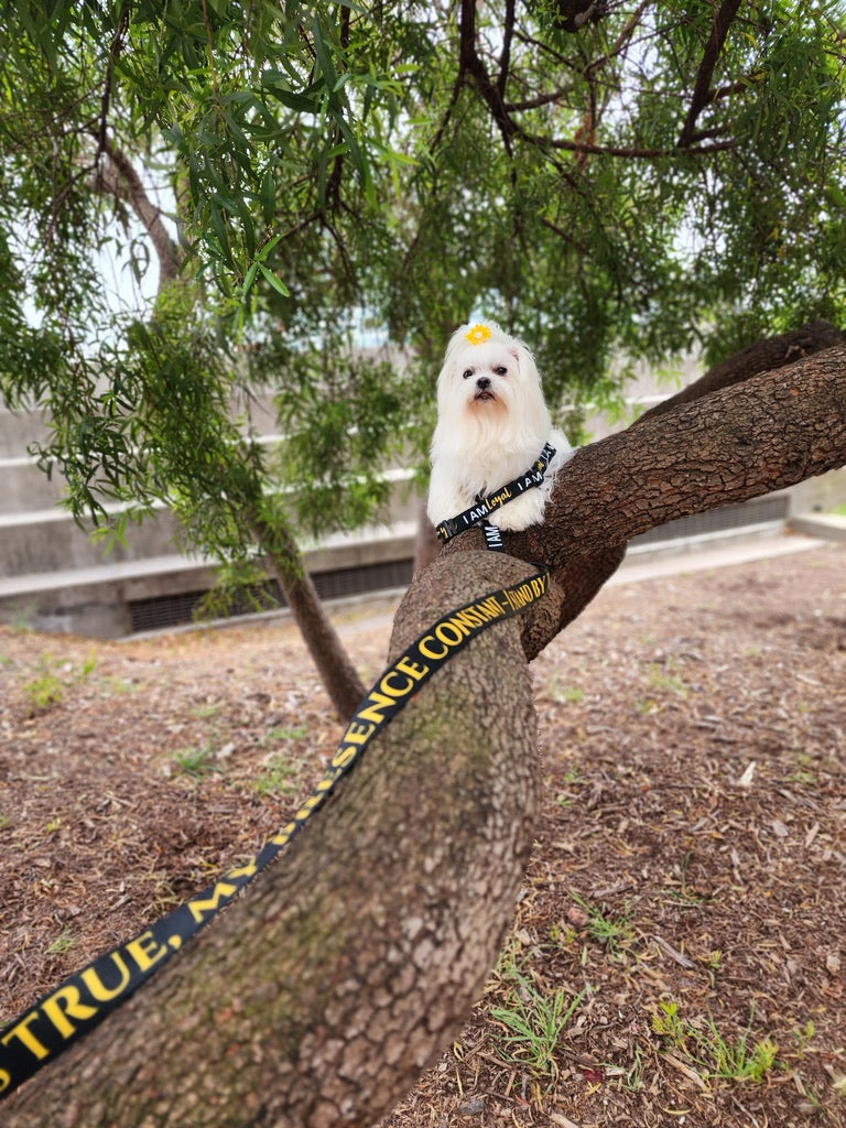 I AM LIGHT Totem Pride Leash & Collar Set