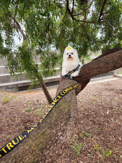 I AM LIGHT Totem Pride Leash & Collar Set