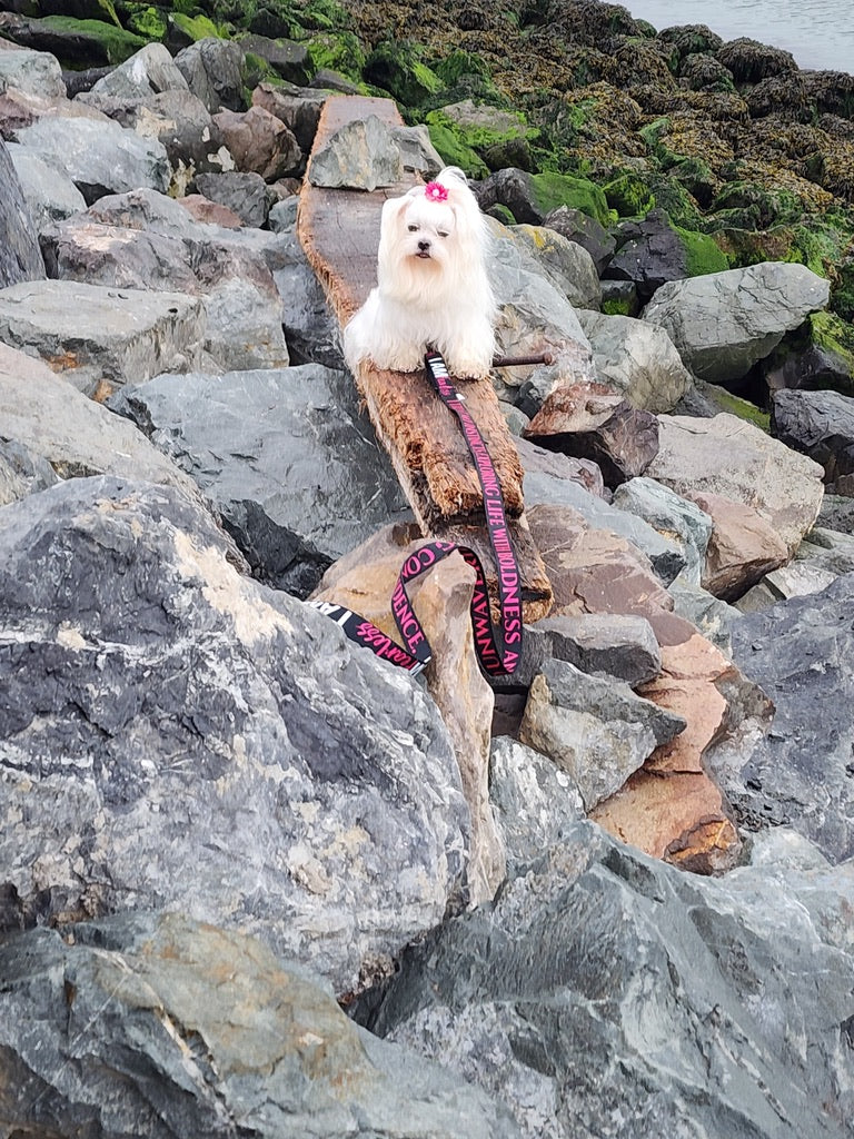 I AM FEARLESS Totem Pride Leash & Collar Set