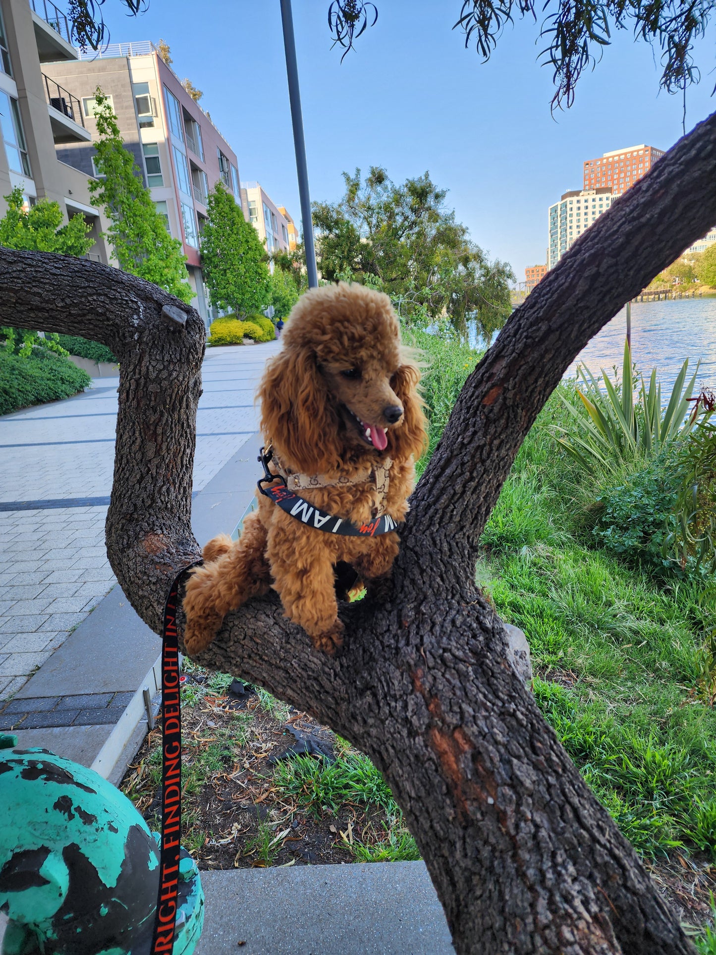 I AM JOY Totem Pride Leash & Collar Set
