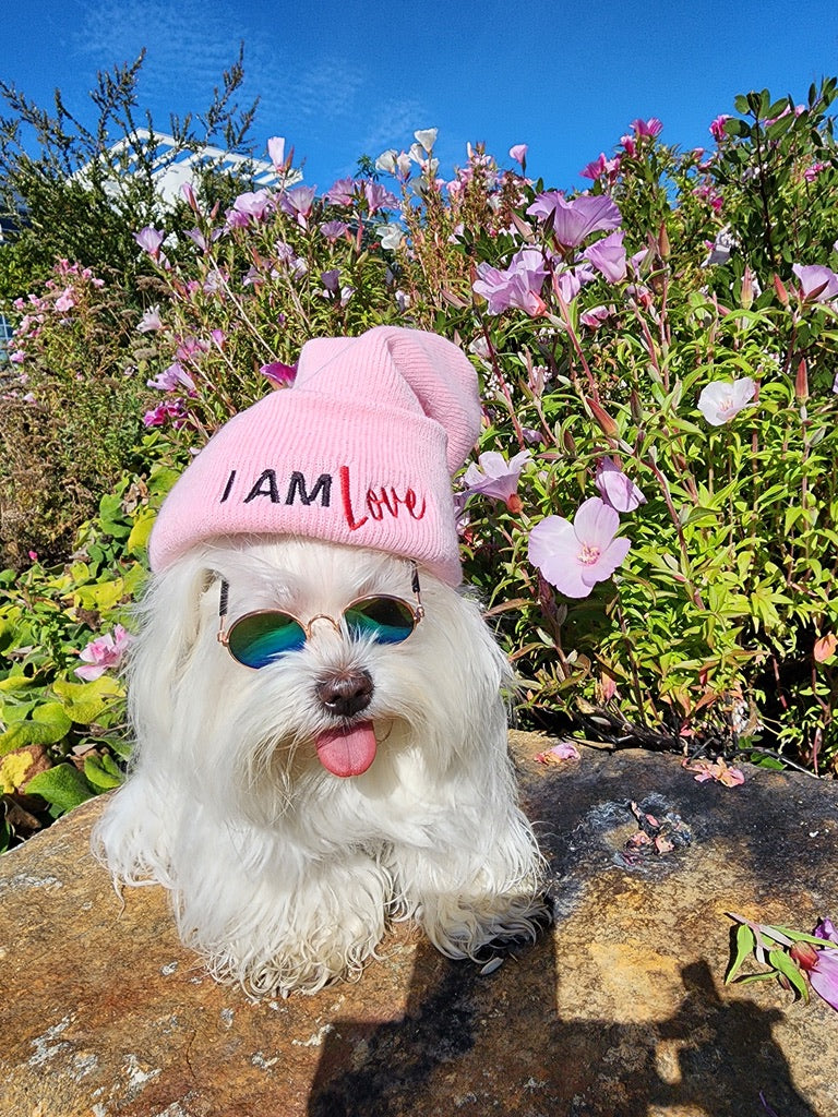 I AM LOVE Totem Pride Leash & Collar