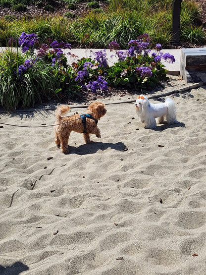 I AM JOY Totem Pride Leash & Collar Set