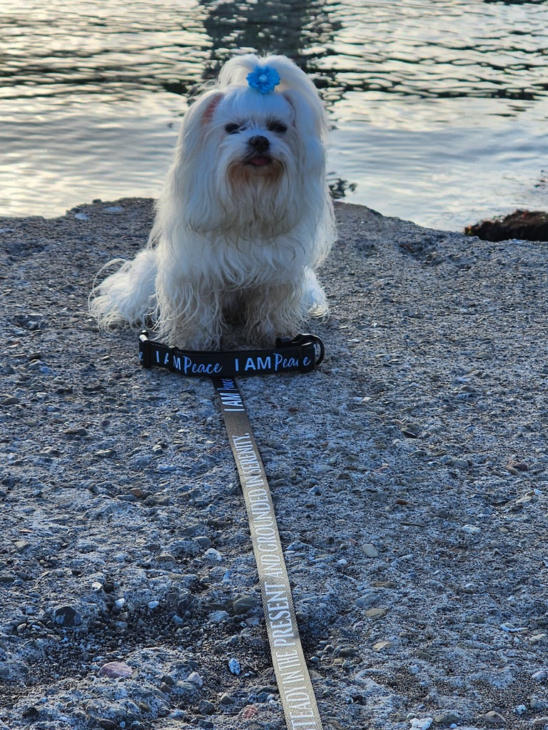 I AM PEACE Totem Pride Leash & Collar