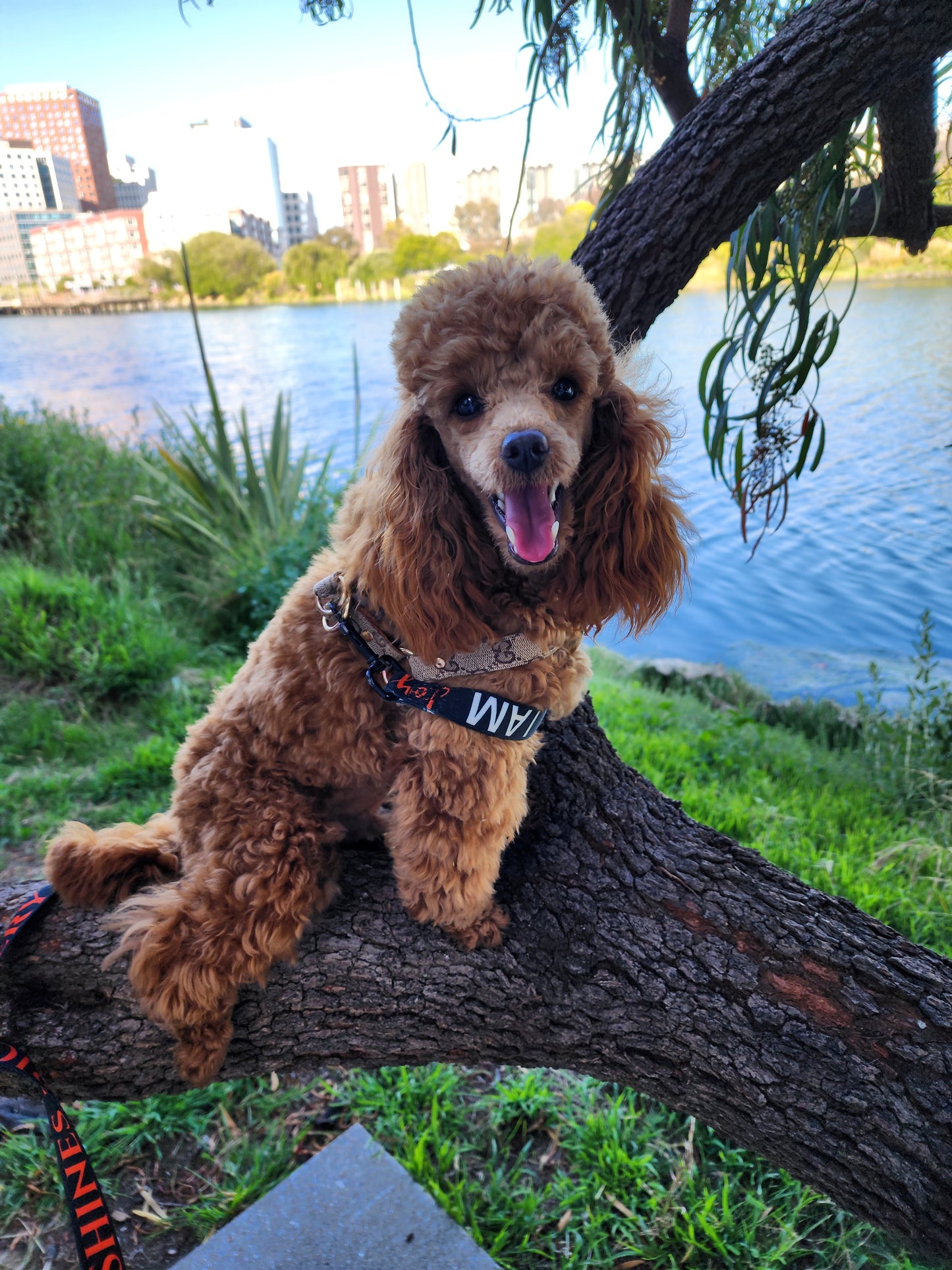 I AM JOY Totem Pride Leash & Collar Set