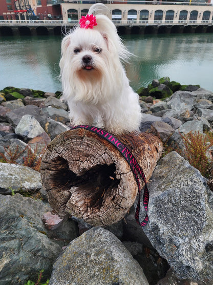 I AM FEARLESS Totem Pride Leash & Collar Set