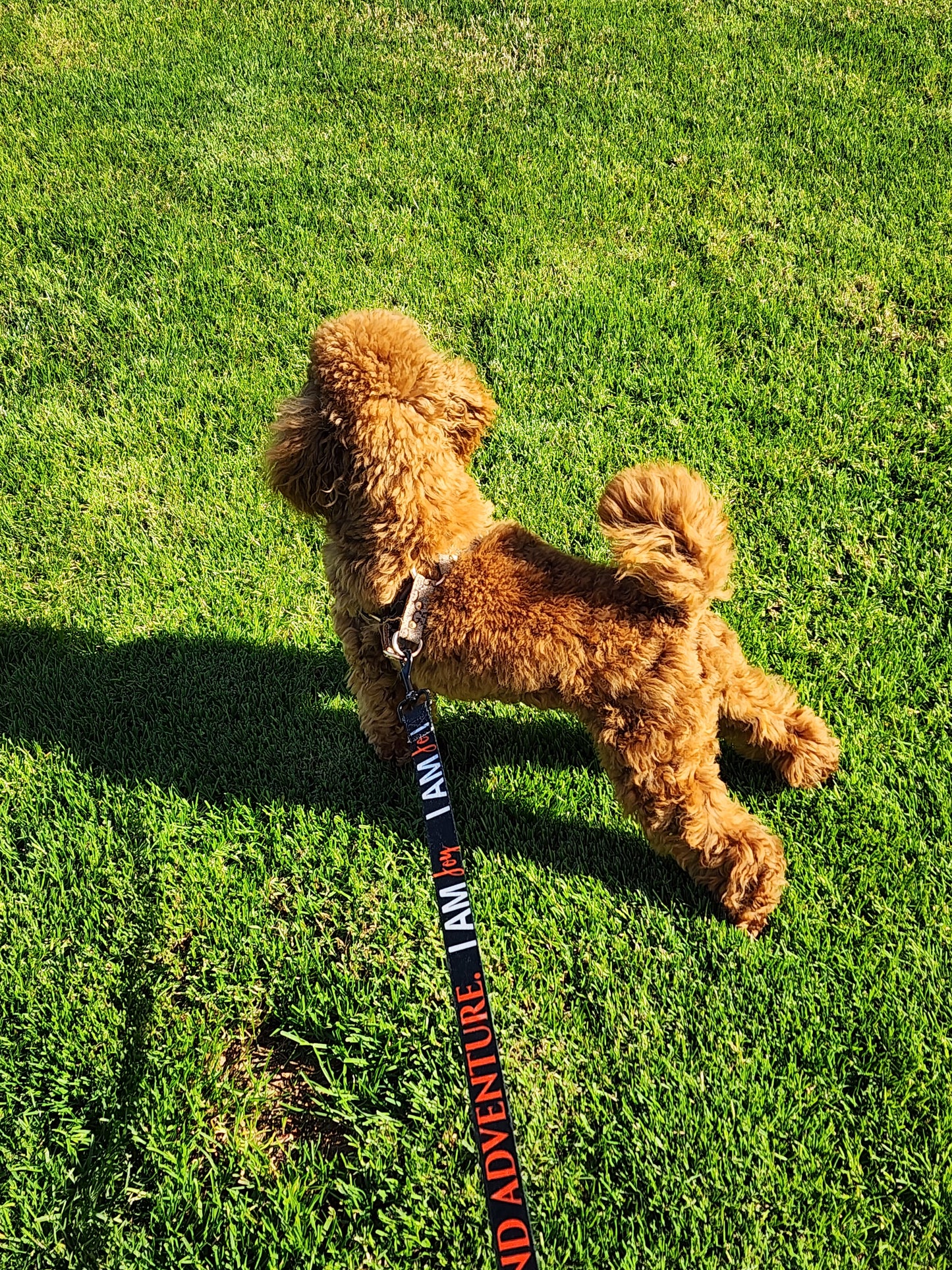 I AM JOY Totem Pride Leash & Collar Set