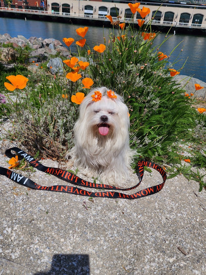 I AM JOY Totem Pride Leash & Collar Set