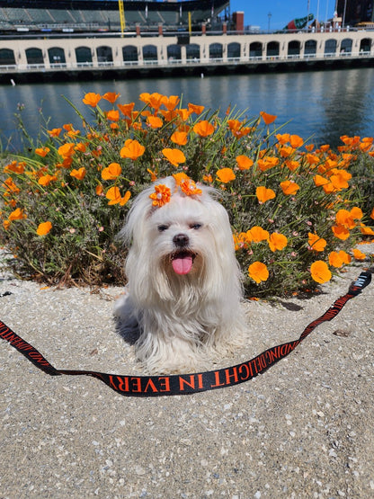 I AM JOY Totem Pride Leash & Collar Set