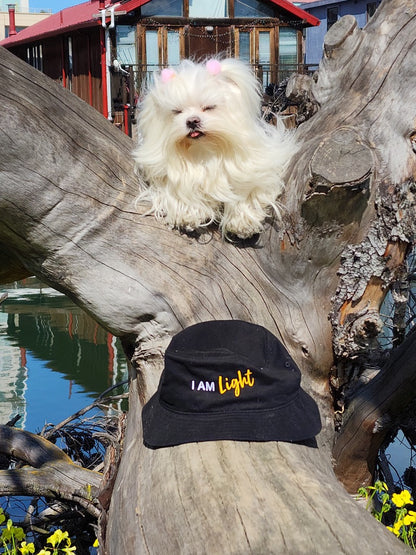 I AM LIGHT Totem Pride Leash & Collar Set