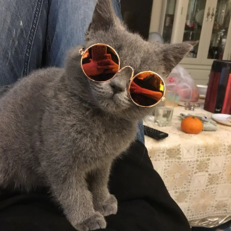 PET Sunglasses