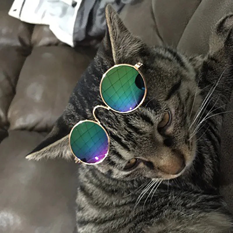 PET Sunglasses